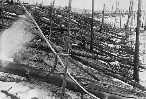 Geknickte und verbrannte Bäume als Folge des Tunguska-Ereignisses