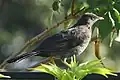 Turdus Fuscater, Weibchen