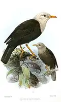 Turdus poliocephalus pritzbueri Verbreitung: Vanua Levu