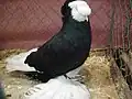 Bernburger Trommeltaube mit Schnabelkuppe