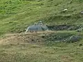 Die Turmkanone 3 der Festung