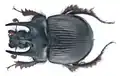 Männchen von Typhaeus typhoeus (Stierkäfer)