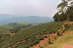 Teeplantage in Tzaneen