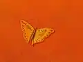 Schmetterling mit den Namen der beiden Gestalter der Hintergleiswände