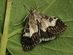 Udea hamalis
