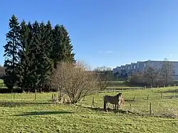 Pferdeweide an der Uelfe (NSG)