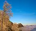 Der Üetliberg über einem Nebelmeer von der Felsenegg aus