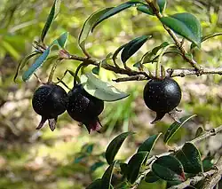 Ugni myricoides