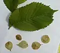 Einzelne, reifere Früchte mit Blatt