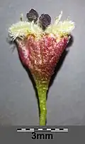 Einzelne Blüte der Flatterulme