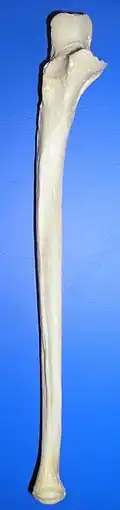Elle (Ansicht von ventral)