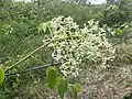 Blüte