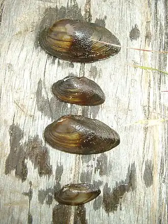 Große Flussmuschel Unio tumidus