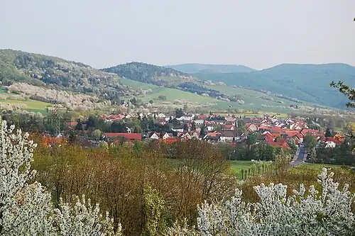 Kirschblüte