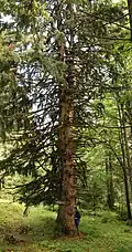 Stummer Zeuge: Urbaum