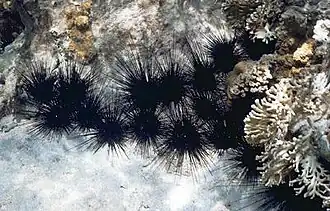 Gruppe Atlantischer Diademseeigel