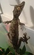Blattschwanzgecko Arongo