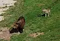 Wolf und Braunbär