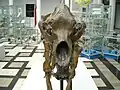Scheitelkamm beim Höhlenbär