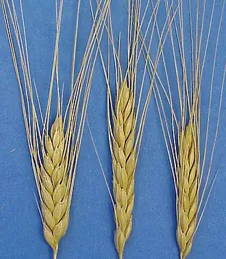 Emmer (Triticum turgidum subsp. dicoccum)