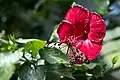 Weiße Baumnymphe (Idea leuconoe) an Hibiskusblüte