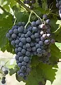 Merlot-Traube