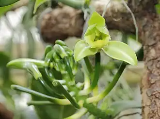 Gewürzvanille