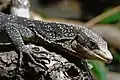 Varanus boehmei