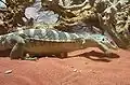 Spencers Waran (Varanus spenceri)