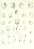 Erycina recluzii illustriert von Pierre Lackerbauer (1824–1872) (Abbildungen 17–20)
