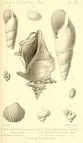 Pereiraea gervaisi (Figur 7)