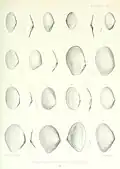 Abra recluzii illustriert von Henri Célestin Formant (Abbildungen 13–15)