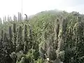 Vegetation im Gipfelbereich