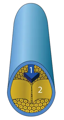 Querschnitt einer Vene mit Zellwand, Flussrichtung und Venenklappe