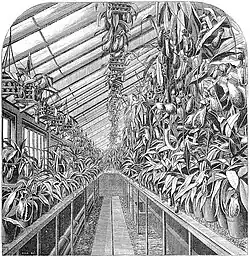 Illustration der Gewächs­häuser von J. Veitch um 1870