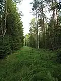 Lichtung