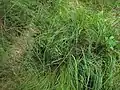 Wilde Wiesen