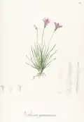 Vellozia graminea