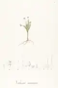 Vellozia minima