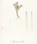 Vellozia pusilla