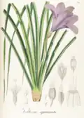 Vellozia squamata