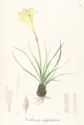 Vellozia sulphurea