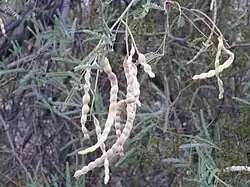 Mesquite (Samen oder die ganzen Früchte; meist als Mehl, junge Früchte auch als Gemüse) (Prosopis glandulosa, Prosopis pubescens, Prosopis velutina, Prosopis alba u.&nbsp;a.)
