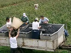 Traubenlese an der Côtes de Beaune im Burgund