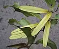 Früchte von Ventilago maderaspatana