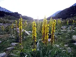 Bestand der Großblütigen Königskerze im Nationalpark Pirin