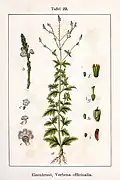 Illustration von Jacob Sturm