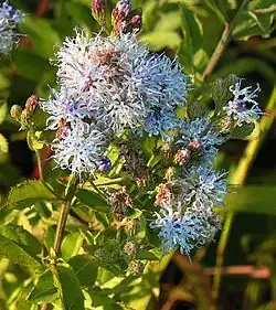 Blüten von Vernonia galamensis
