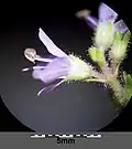 Die Blüten sind sehr kurz gestielt, der Kelch ist drüsig behaart.