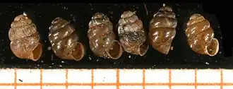 Vierzähnige Windelschnecke